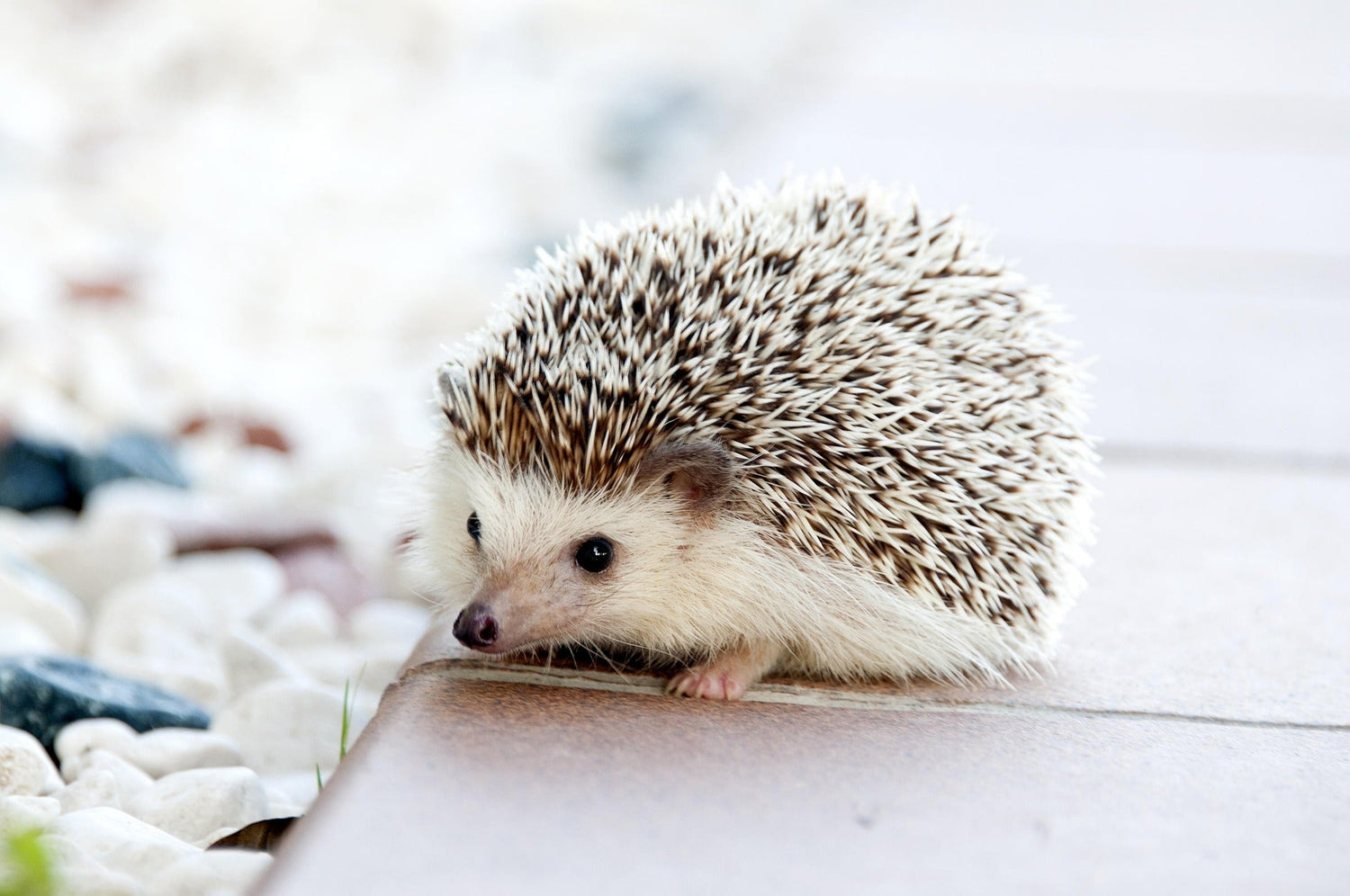 Wildlife