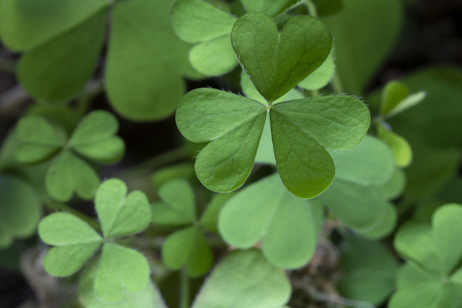 Irish Goodies