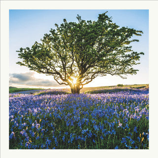 The Eco-friendly Card Co. - Card - Scott Morrish - Sunburst & Bluebells