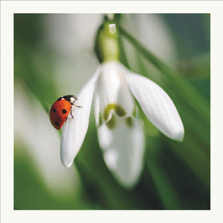 Scott Morrish - Ladybird & Snowdrop Greetings Card
